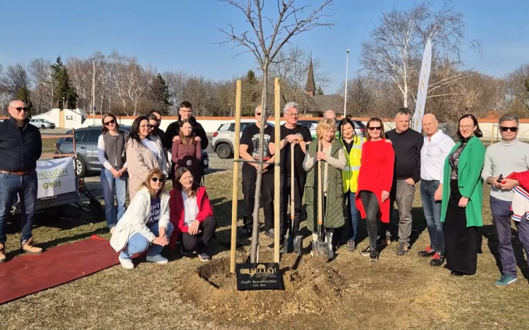 Elültették Győr szeretetfáját