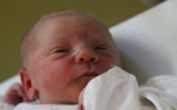 Herold Ádám Zalán 