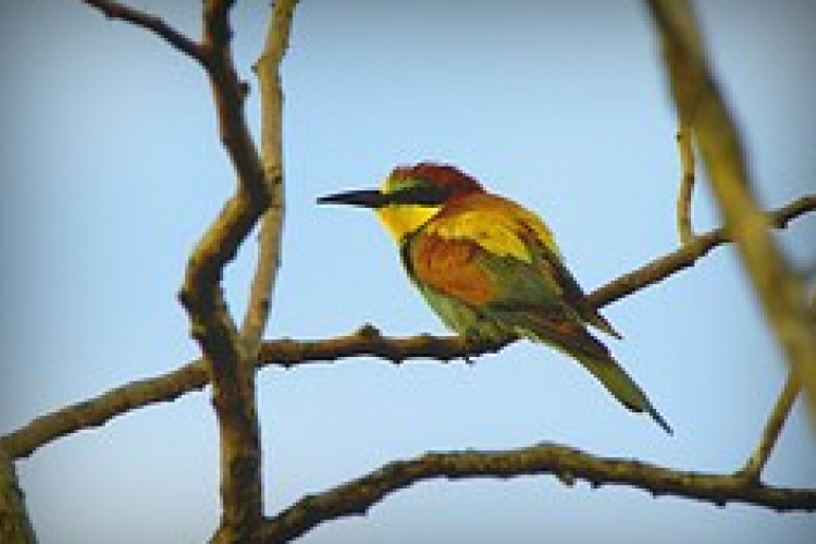 Megkezdődött a Tavaszi madárles program