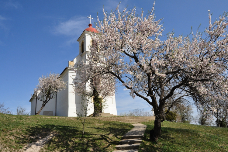 135 éves mandulafa lett az Európai Év Fája
