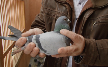 Olimpiai aranyérmes galambász mesél a postagalambsportról