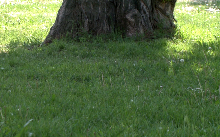 Újra itt a kullancsszezon