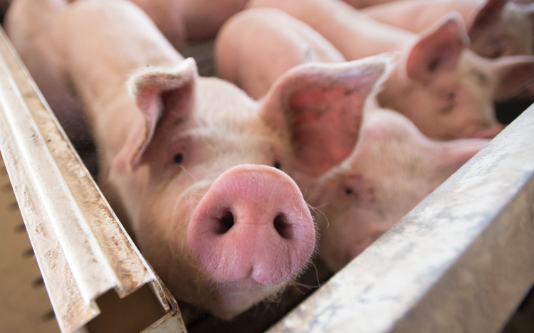 Csökkent a hazai sertésállomány, nőtt a tyúk - és szarvasmarha-állomány 