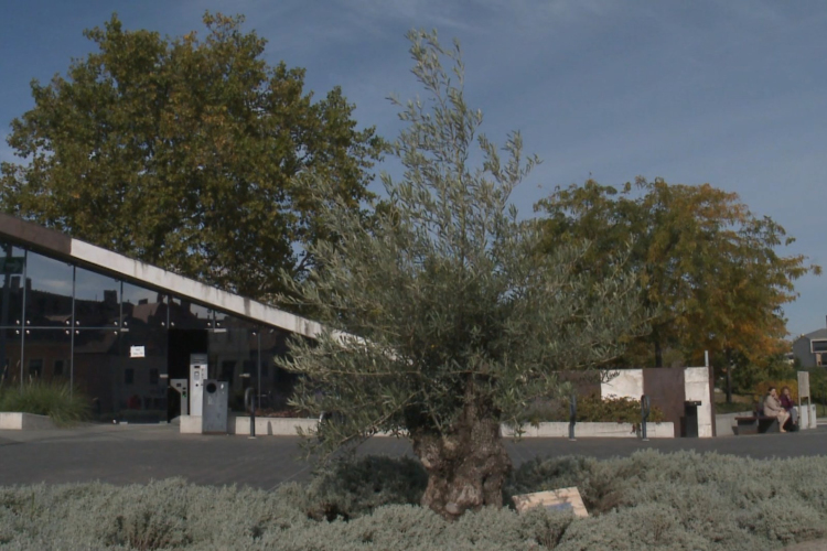 Már százéves olajfa is van a győri Dunakapu téren