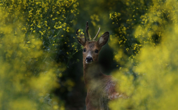 Őznász: most különösen figyeljünk az utakon!
