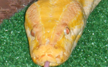 ALBÍNÓ ÓRIÁSOK KÖLTÖZTEK A HÜLLŐHÁZBA