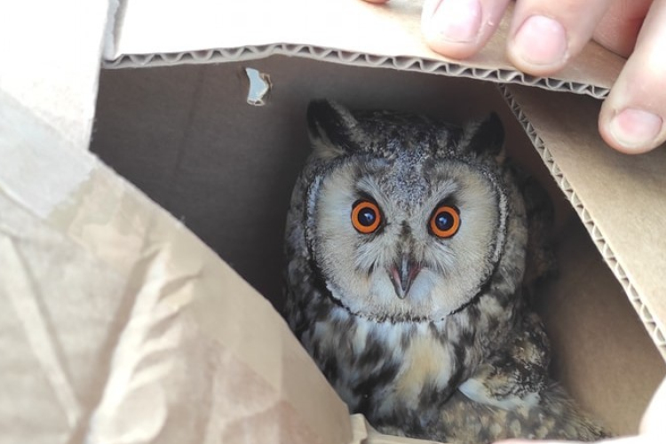 Megmenekült a sérült bagoly