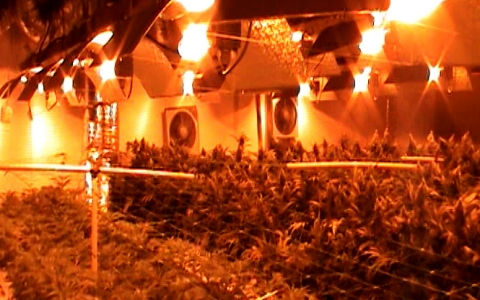 Világszínvonalon termesztettek 210 milló forintot érő füvet Gyirmóton