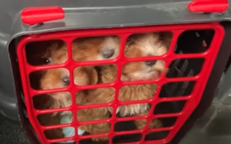 Ezeket a szomorú szemű kölyökkutyákat állította meg a NAV a határon – videóval