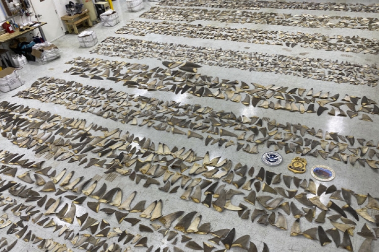 Több mint 600 kilogramm cápauszonyt foglaltak le a hatóságok Miamiban