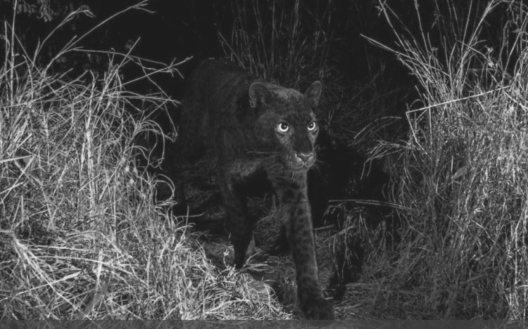 Száz éve nem volt példa ilyen fotósszenzációra