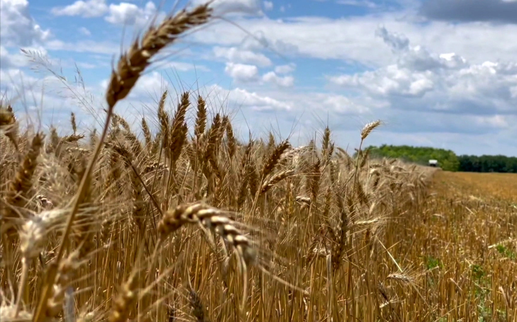 Újabb segítséget kapnak a gazdák