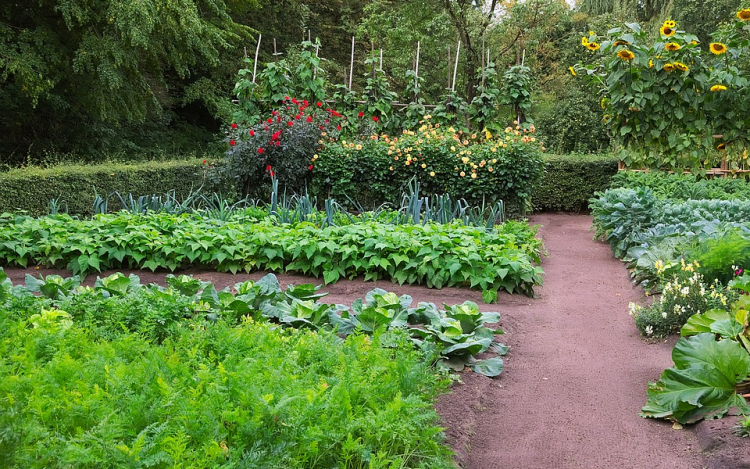 A BIO növények évét hirdették meg 2020-ra „A Legszebb Konyhakertek” program keretében