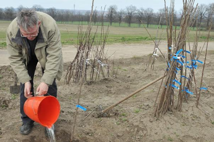 Gyümölcsfaültetési kisokos