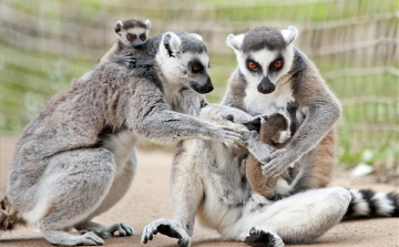 Kattakölykök születtek a győri állatkertben
