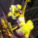 Club Mundo -  Muzzaik 2013.07.06. (szombat) (Fotók: Mundo)