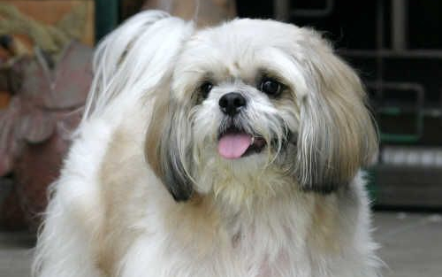 Az ebek szemöldöke elárulja, hogy örülnek gazdájuknak