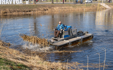 Elkezdődött a nádvágás Győrben
