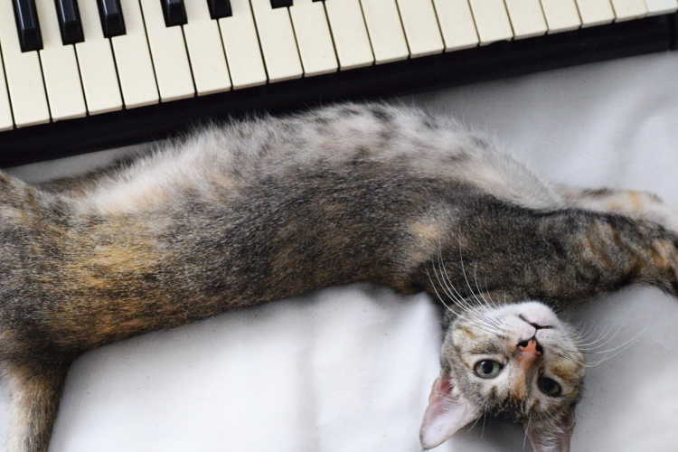 Zongorázni lehet a különbséget: ennyibe kerül most egy üdülőövezeti ingatlan