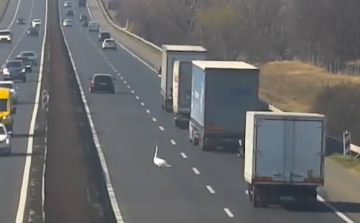 Hattyú szállt le az M1-esre