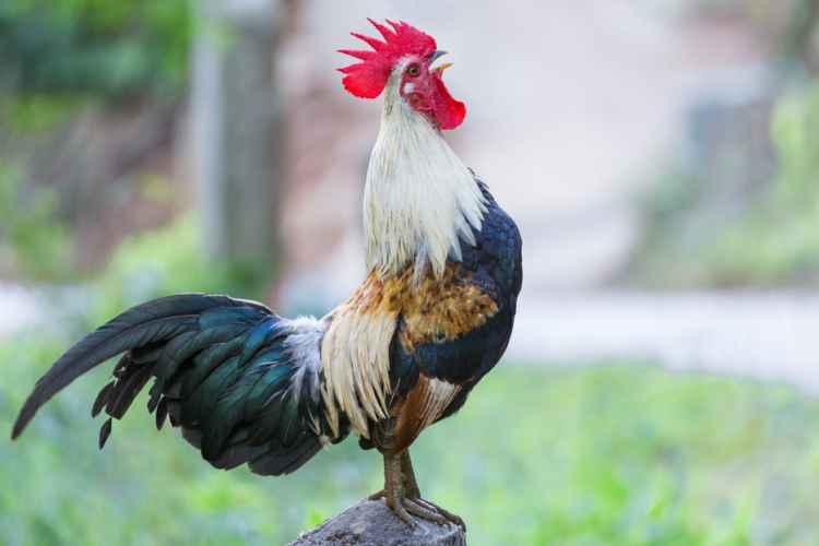 Úgy földhöz vágott egy kakast a férfi, hogy az állat elpusztult