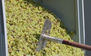 Már a pincében az Irsai