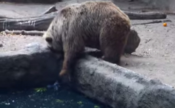 Budapesti állatkert medvéje ment meg egy madarat