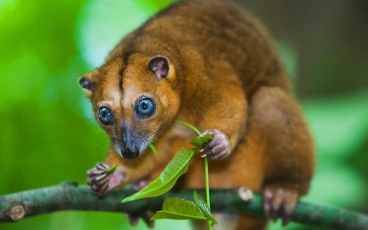 Kuszkuszkölyök született a budapesti állatkertben