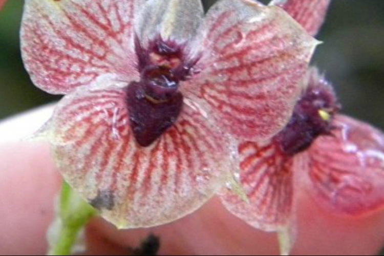 Ördögi feje és karomszerű szirmai vannak a Kolumbiában felfedezett új orchideafajnak