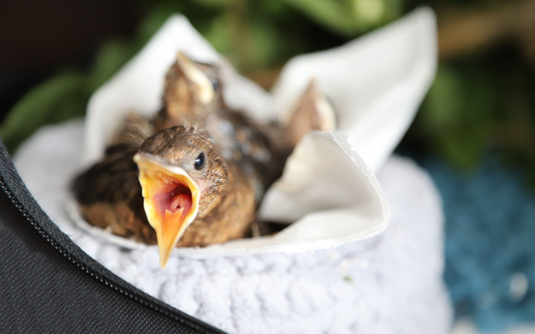 A talált madárfiókák nem szorulnak megmentésre!