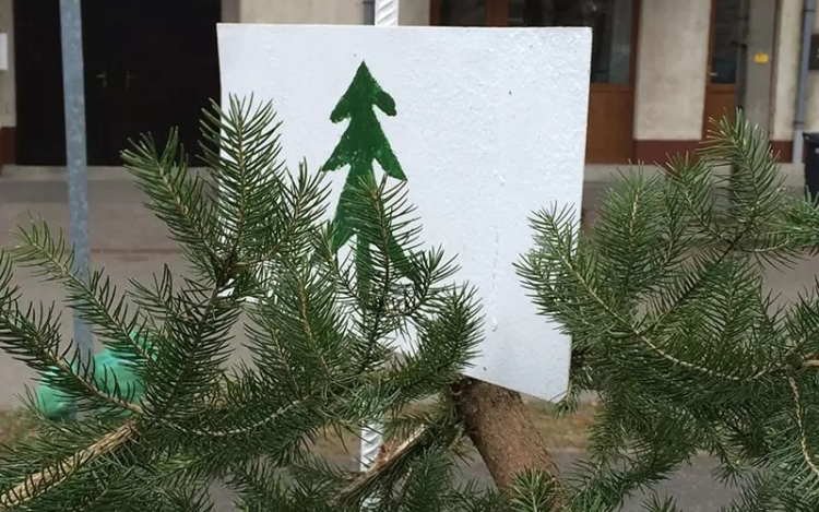 Több, mint 110 helyen gyűjtik a fenyőket Győrben