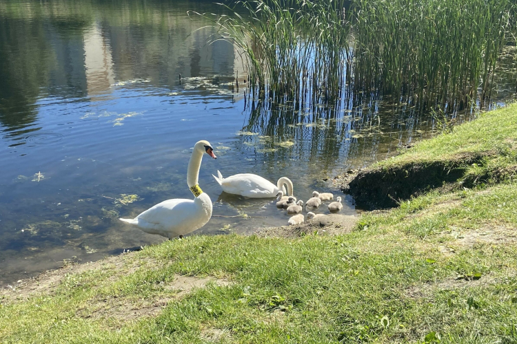Ennél bájosabbat ma már nem fog látni! – Nyolc fiókát nevel a hattyúpár az adyvárosi 2-es tónál