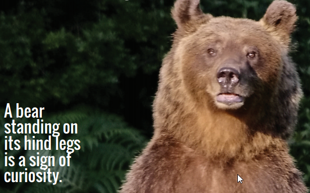 Megtámadta a vadászt egy medve Szlovéniában