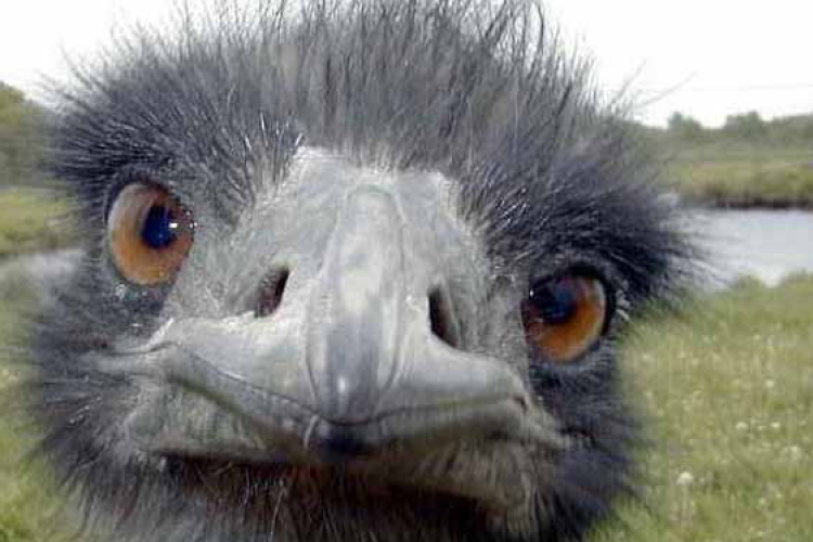 Hat strucc érkezett a veszprémi állatkertbe