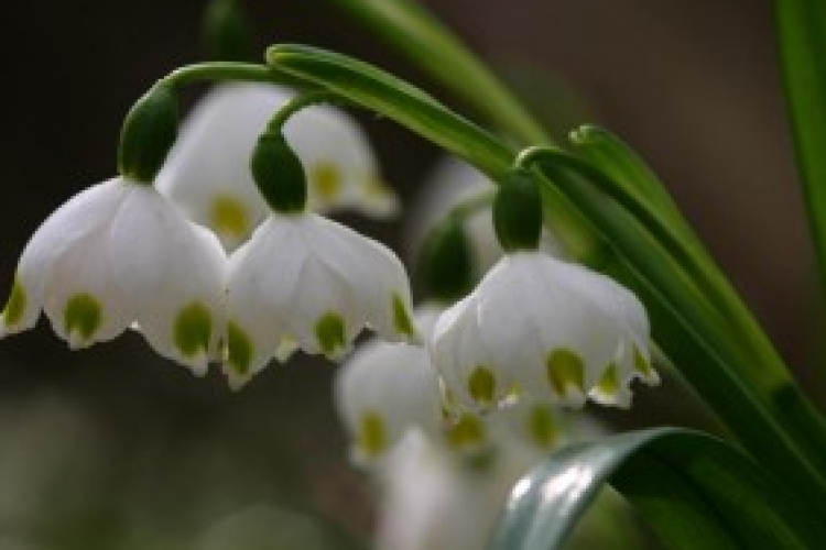 Milliószámra virágzik a tavaszi tőzike a csáfordjánosfai erdőben