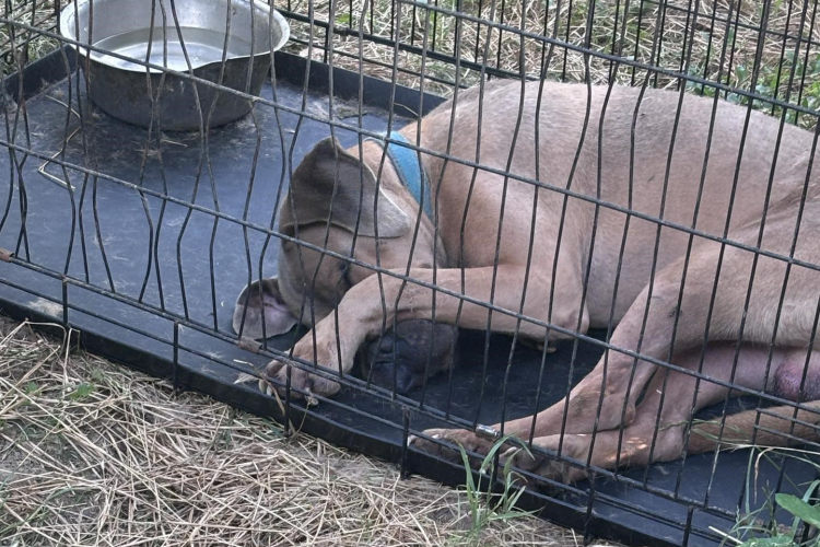 Nyílt sebektől, tűző naptól szenvedtek a bezárt kutyák