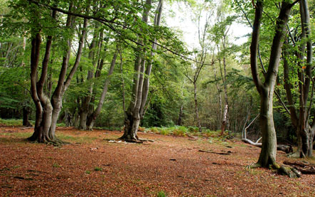 Magyar nő holttestére bukkantak Londonban egy bőröndben
