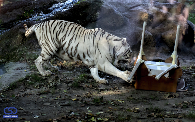 Sok embert vonzott az Állatkertek Éjszakája