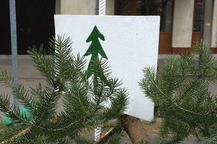 Alig múlt el karácsony, de már gyűjtik a kidobott fenyőket Győrben