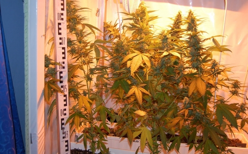 Kábítószert tartott, termesztett a 25 éves férfi