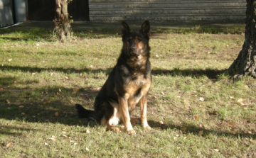 Rendőrkutya találta meg a lopott fát