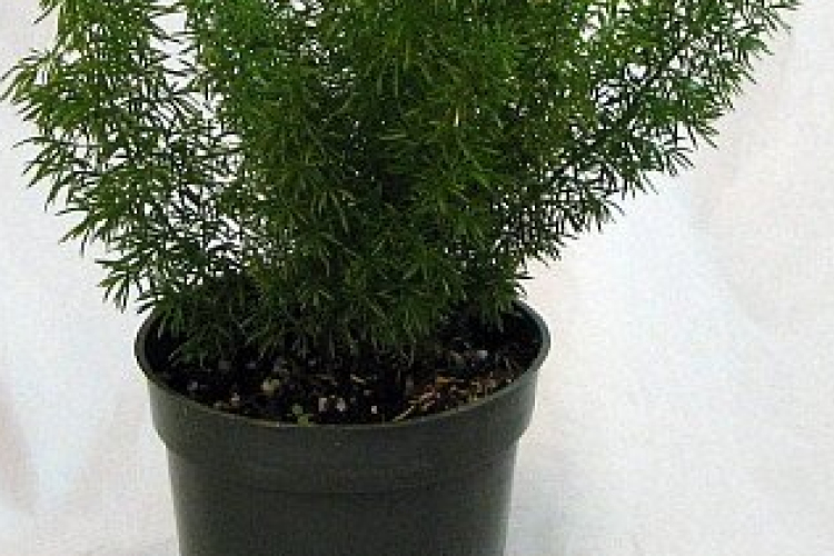 Beszélgess kedves szobanövényekkel