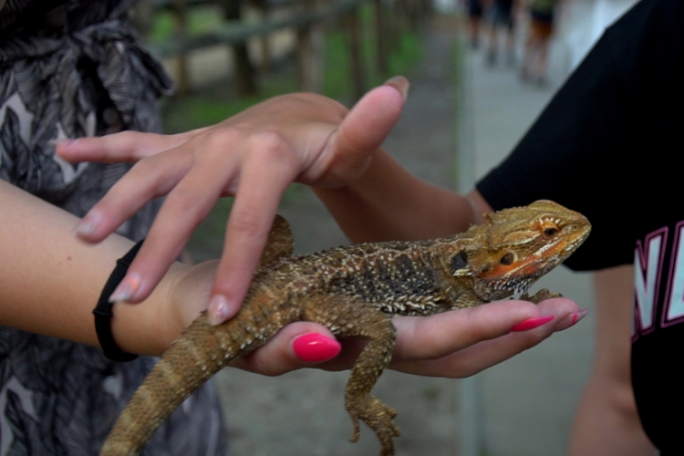 Állatkertek éjszakája Győrben
