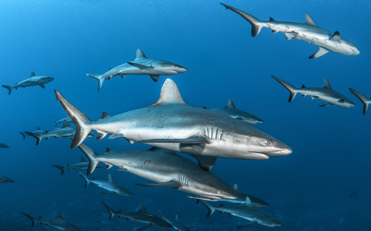 Veszélyeztetett fajú cápahúst szolgálnak fel a brit éttermekben