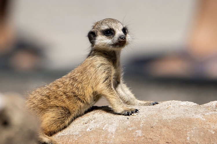 Nehéz időszak után ünnepelt az állatkert