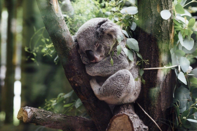 Ötcsillagos hotelben ápolják a bozóttűzből kimentett koalákat