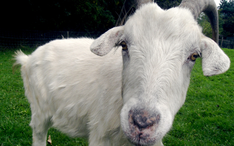 Feleségül veszi a kecskéjét, de gyereket nem terveznek
