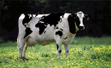 Ágyában aludt, amikor ráesett egy tehén