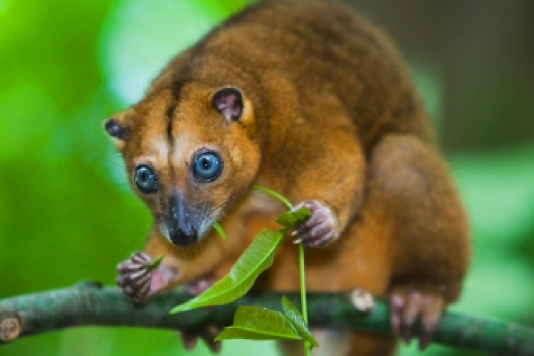 Kuszkuszkölyök született a budapesti állatkertben