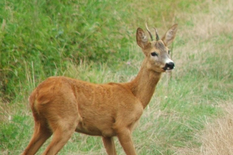 Dinamikusan növeli forgalmát a Matusz-Vad az osztrák piacon